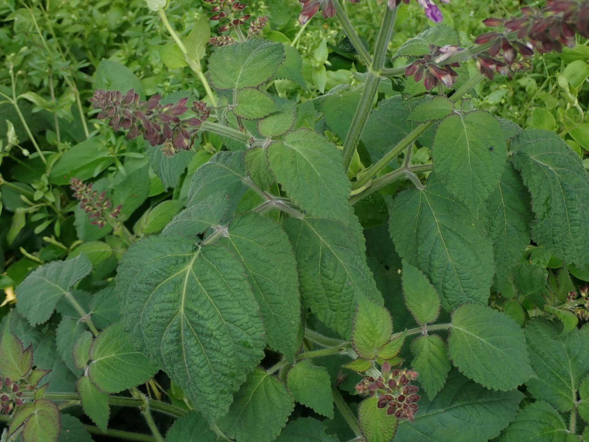 Image of Salvia bowleyana Dunn