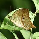 Image of <i>Charaxes fulvescens senegala</i> van Someren 1975