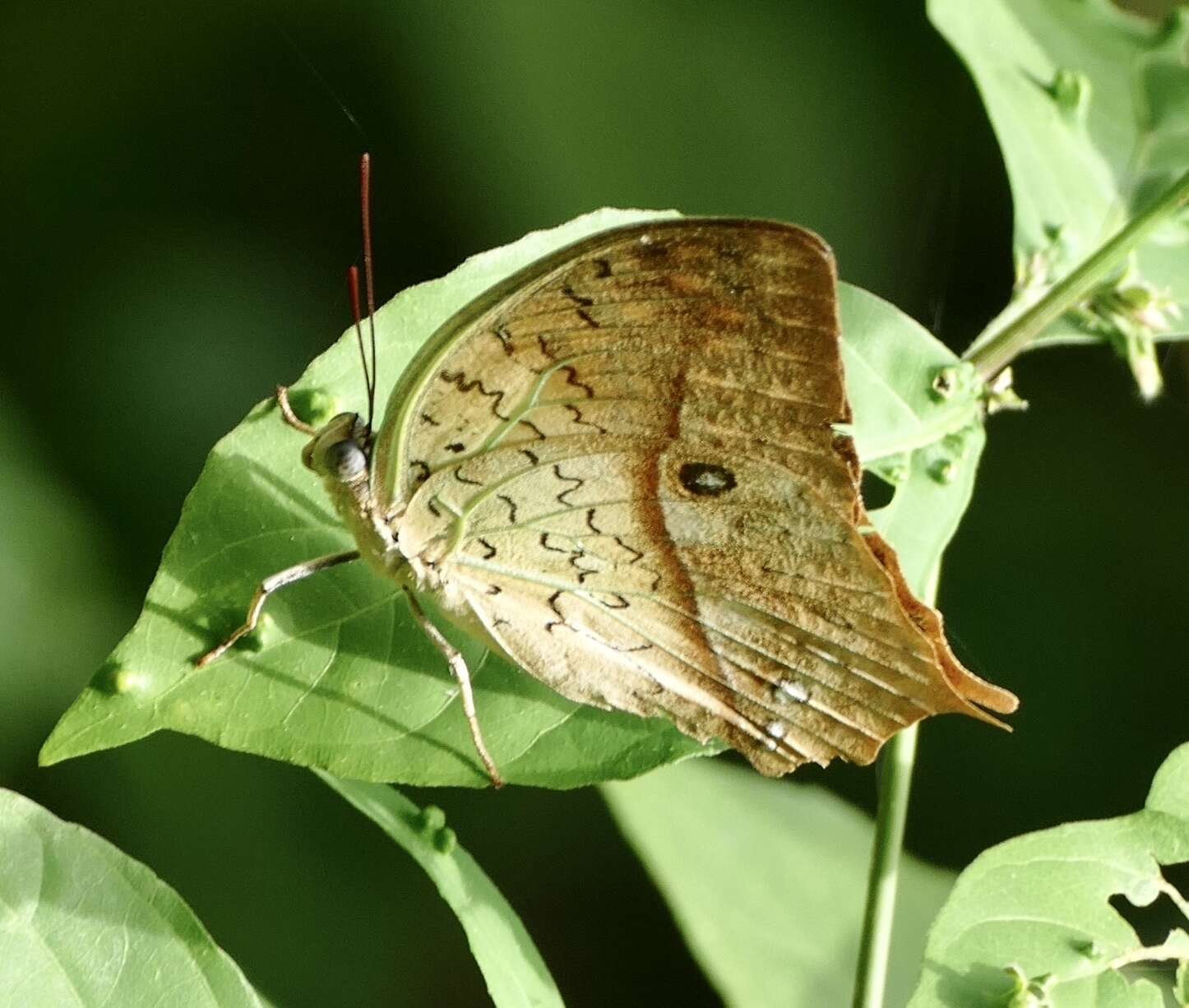 Image of <i>Charaxes fulvescens senegala</i> van Someren 1975