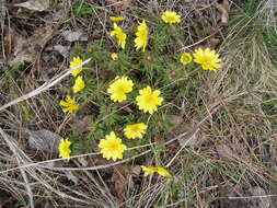 Image of Adonis volgensis DC.