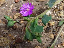 Image of Corbichonia decumbens (Forsk.) Exell