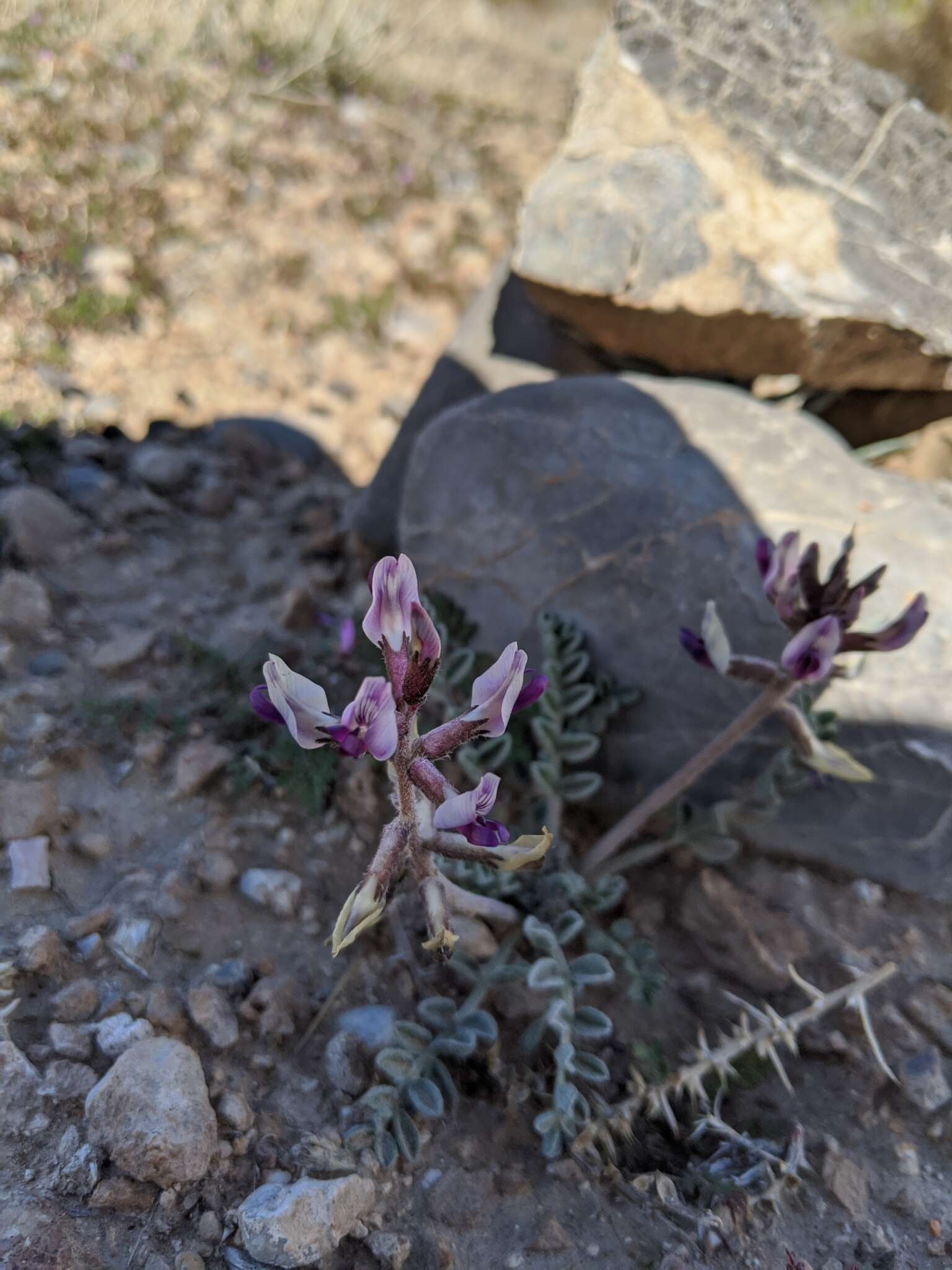 Sivun Astragalus tidestromii (Rydb.) Clokey kuva