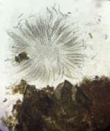 Image of Cercophora silvatica N. Lundq. 1972