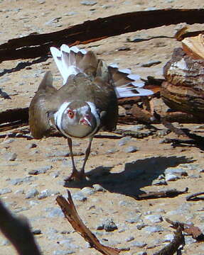 Слика од Charadrius tricollaris tricollaris Vieillot 1818