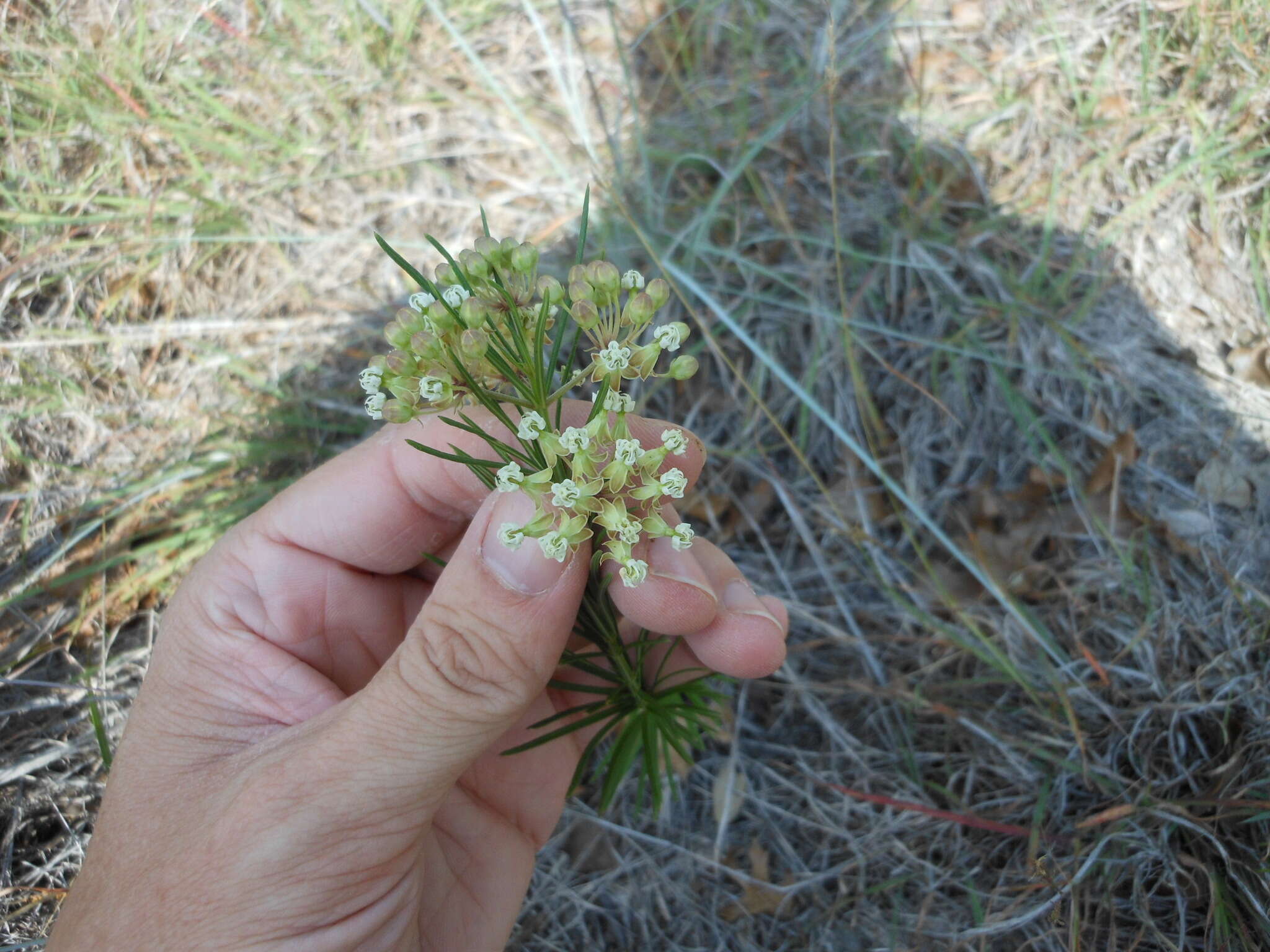 Image of whorled milkweed