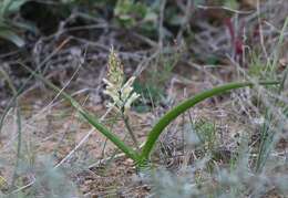 Image of Lachenalia marginata subsp. neglecta Schltr. ex G. D. Duncan