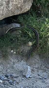 Image of Vipera aspis zinnikeri Kramer 1958