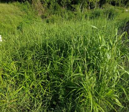 Image of itchgrass