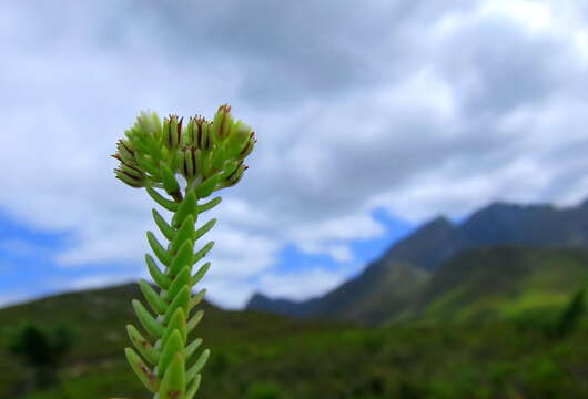 Image of Crassula ericoides Haw.