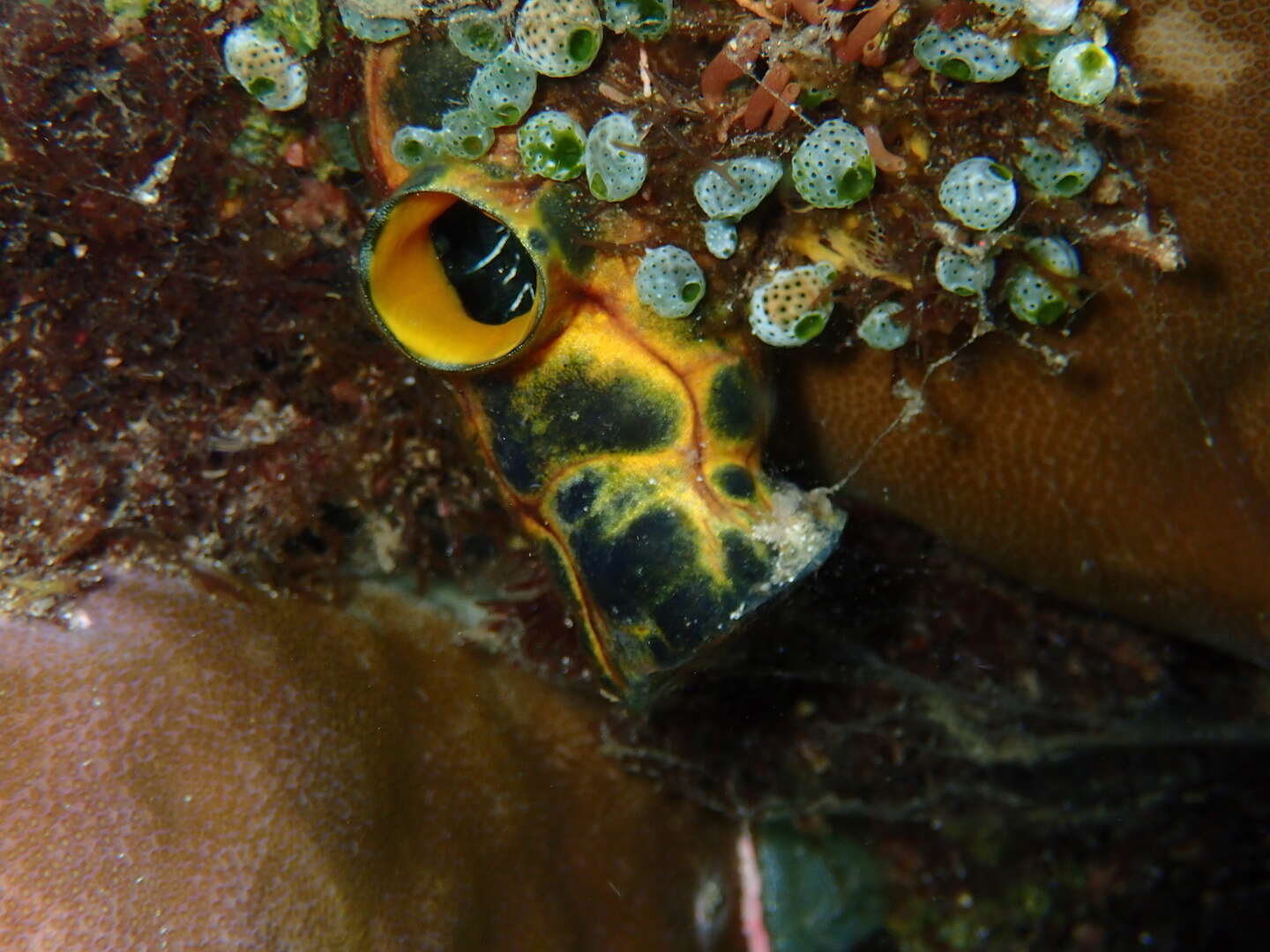 Image de Polycarpa aurata (Quoy & Gaimard 1834)