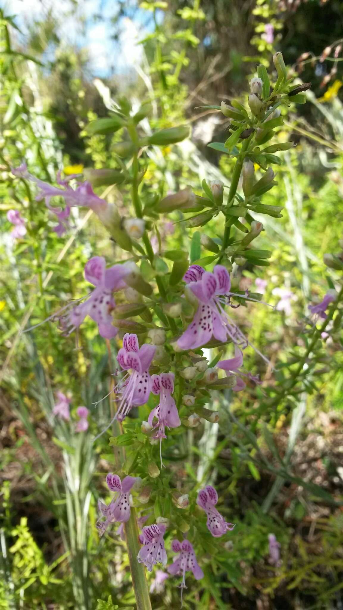 Imagem de Dicerandra frutescens subsp. thinicola (H. A. Mill.) D. B. Ward