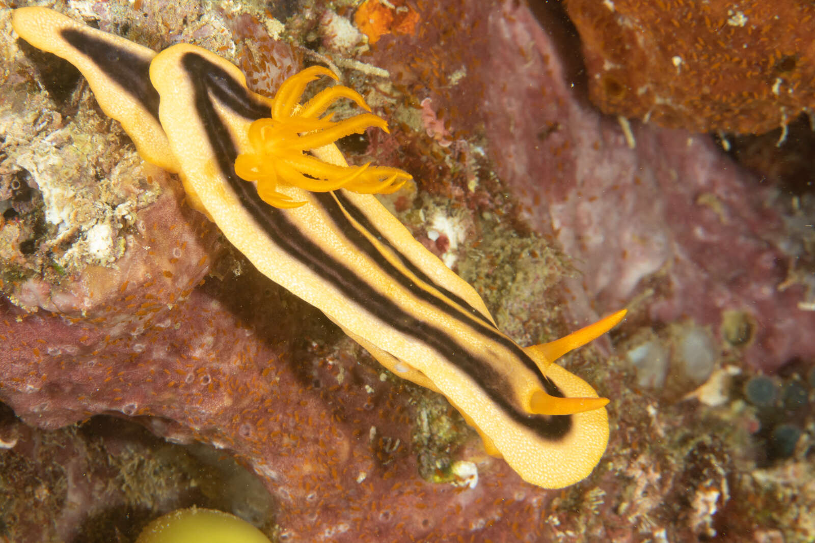 Image of Chromodoris joshi Gosliner & Behrens 1998