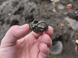 Image of West Indian green chiton