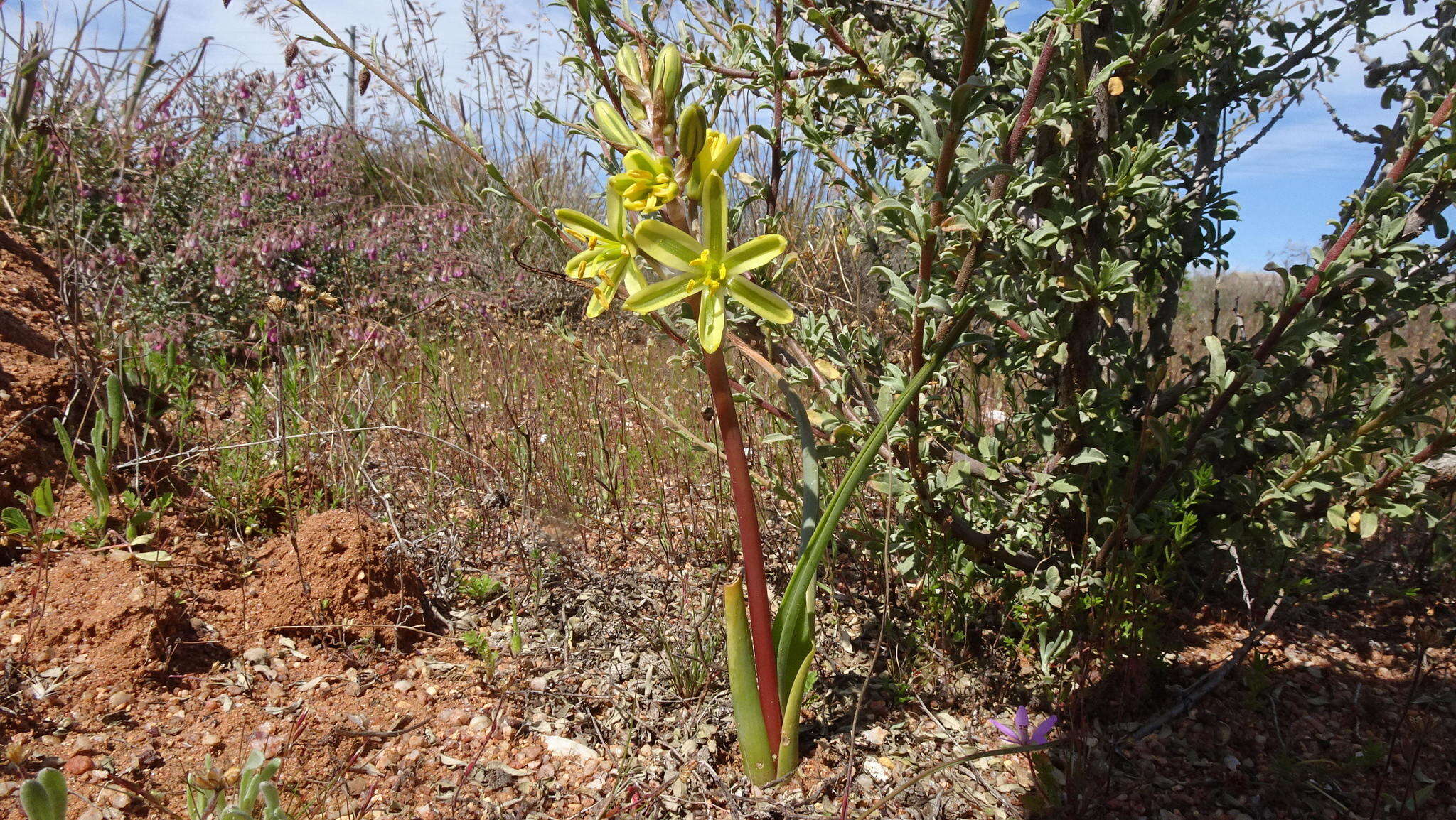 Imagem de Albuca sabulosa (U. Müll.-Doblies & D. Müll.-Doblies) J. C. Manning & Goldblatt