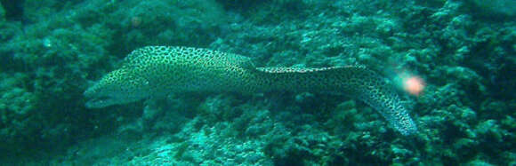 Image of honeycomb moray