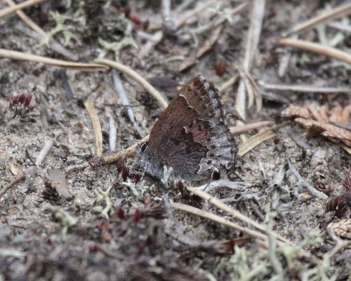 Plancia ëd Callophrys polios (Cook & Watson 1907)