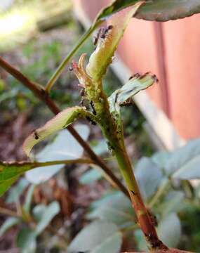 Image of Green apple aphid