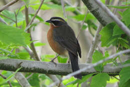 Image of Black-and-rufous Warbling Finch