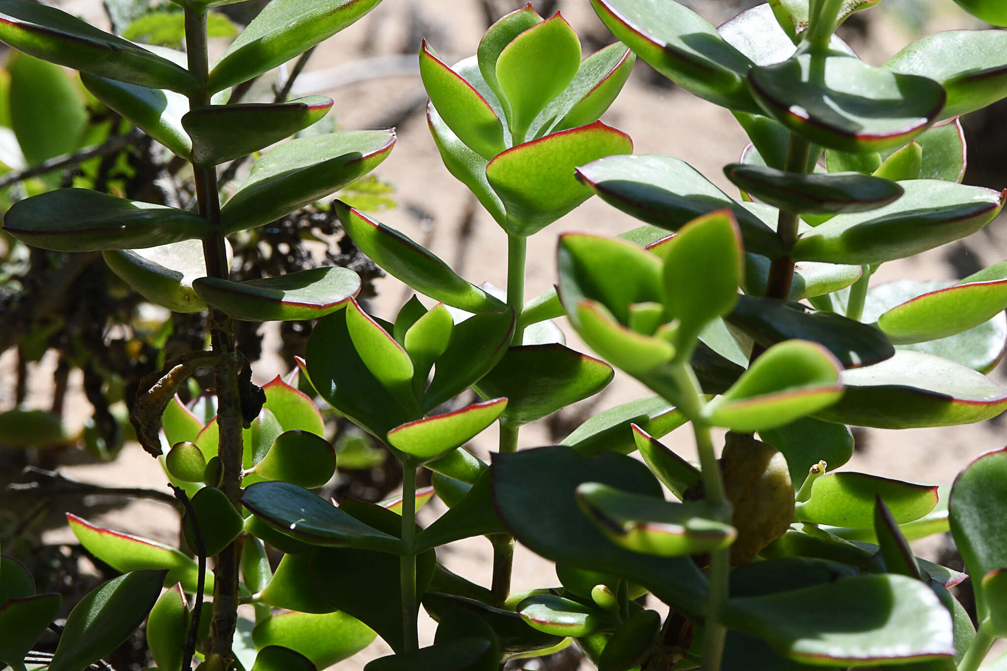 Imagem de Cotyledon adscendens R. A. Dyer