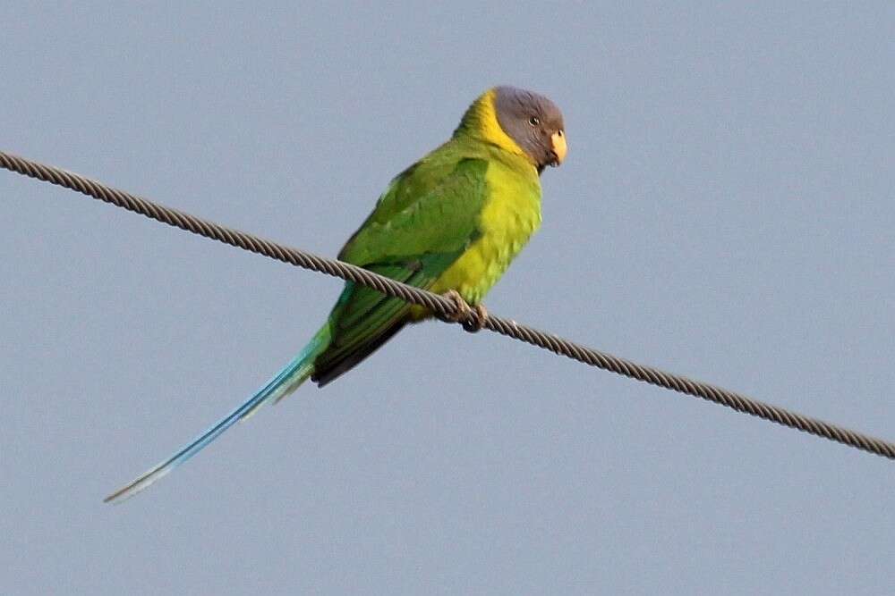 Image of Plum-headed Parakeet