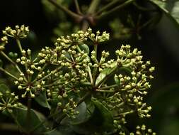 Image of Polyscias diversifolia (Blume) Lowry & G. M. Plunkett