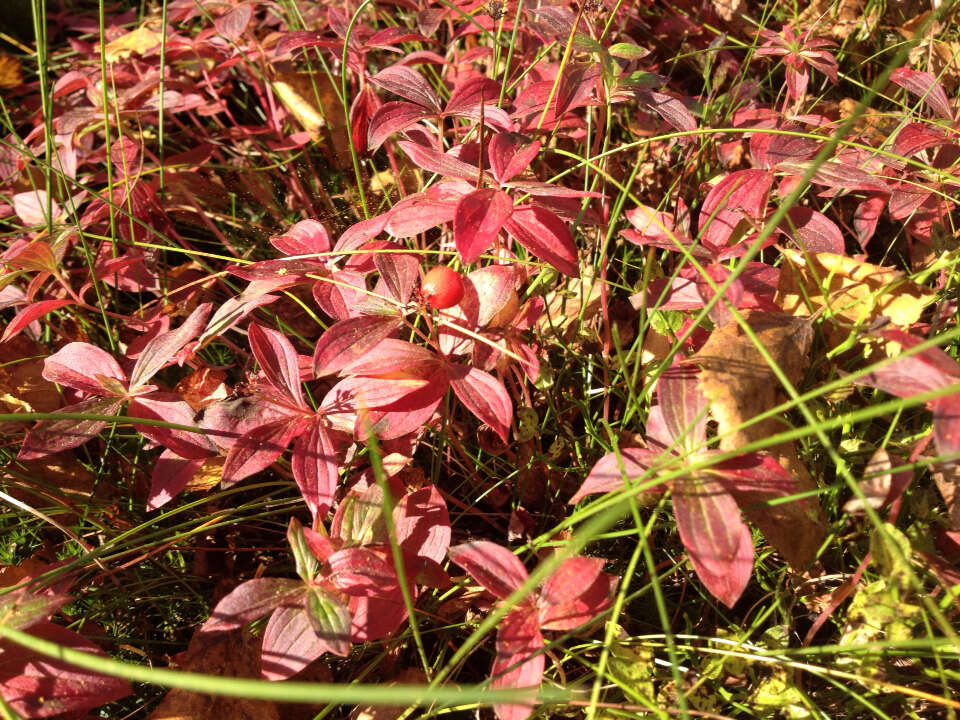 Image of Bunchberry