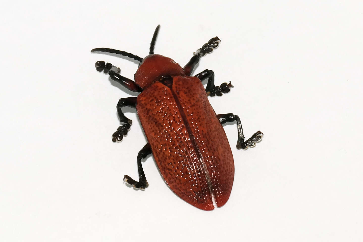 Image of Coraliomela brunnea (Thunberg 1821)