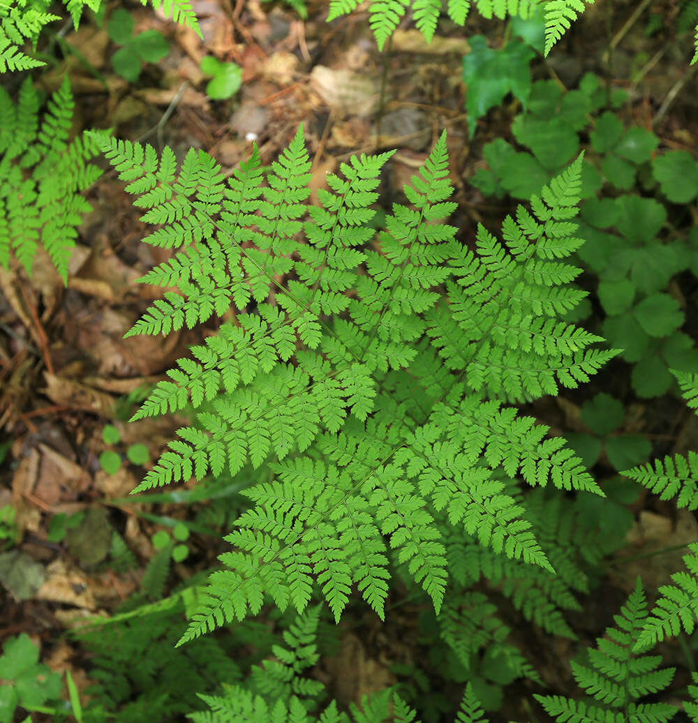 Image of Dryopteris amurensis (Milde) Christ