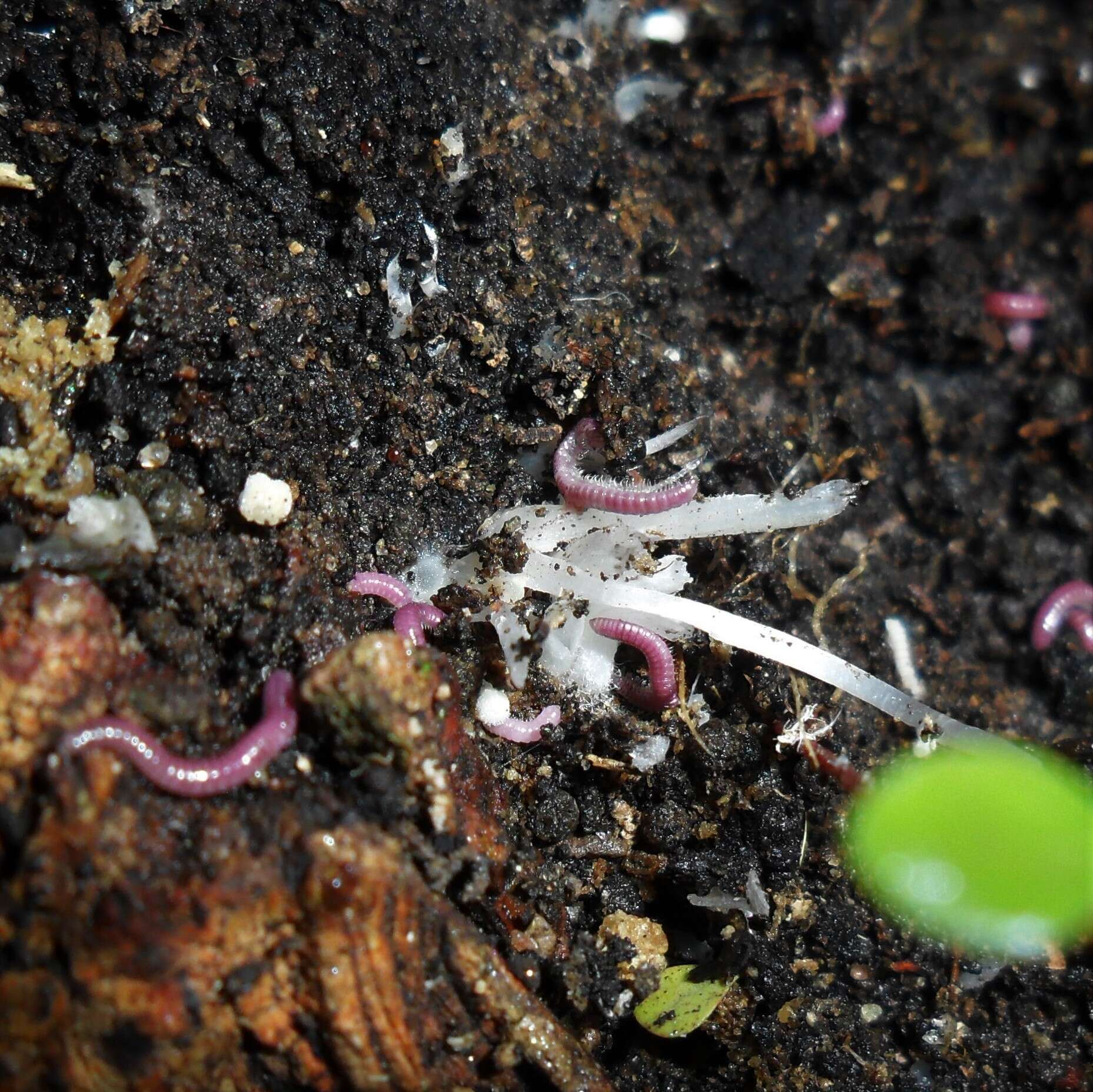 Image de Rhinotus purpureus (Pocock 1894)