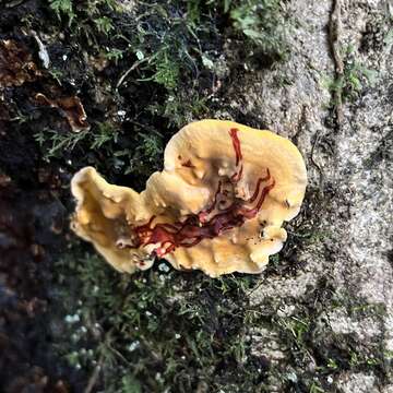 Image of Stereum greslebiniae Gorjón & Hallenb. 2013