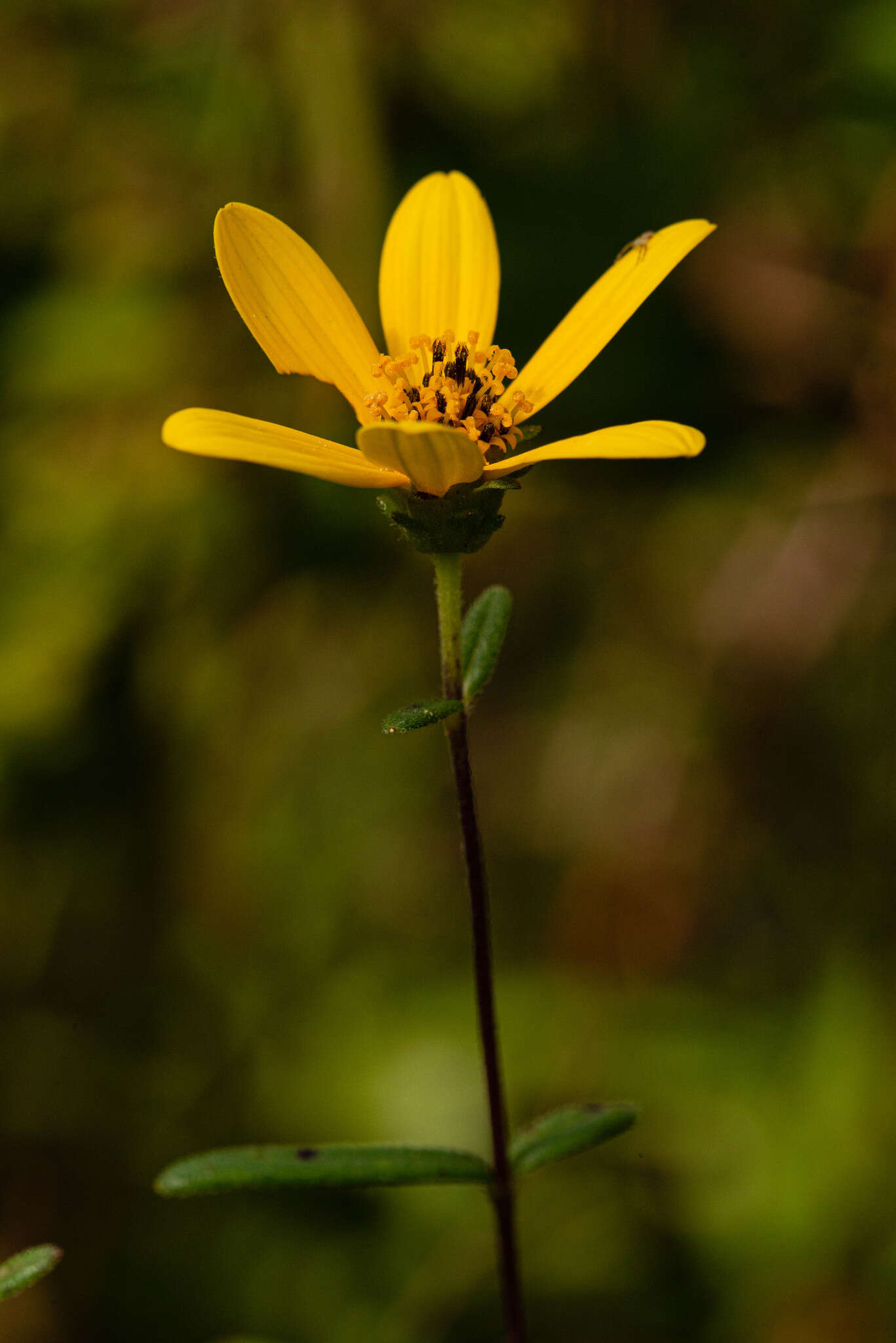 Image of Florida Sunflower