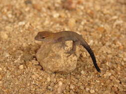 Image of Naked-toed Gecko