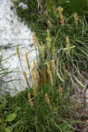 Imagem de Plantago maritima subsp. serpentina (All.) Arcangeli