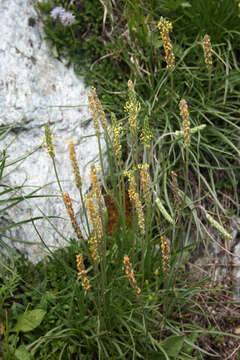 Image of Plantago maritima subsp. serpentina (All.) Arcangeli