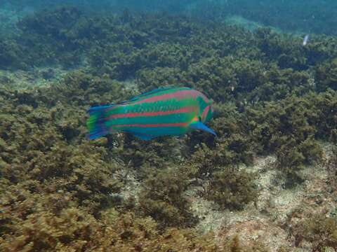 Image of Parrotfish