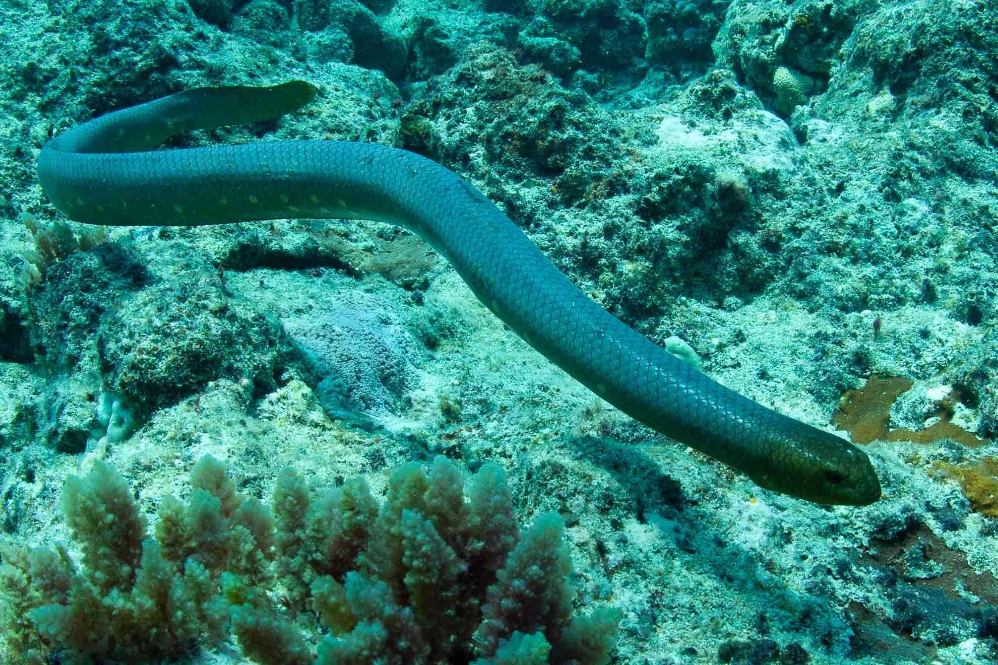 Image of Olive Sea Snakes