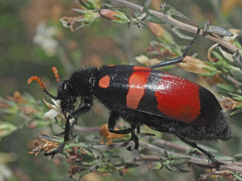 Image of <i>Hycleus haemactus</i>