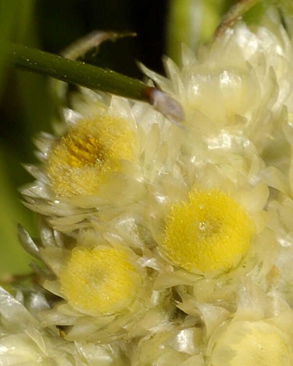 Image of winged cudweed