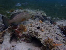Image of Red Grouper