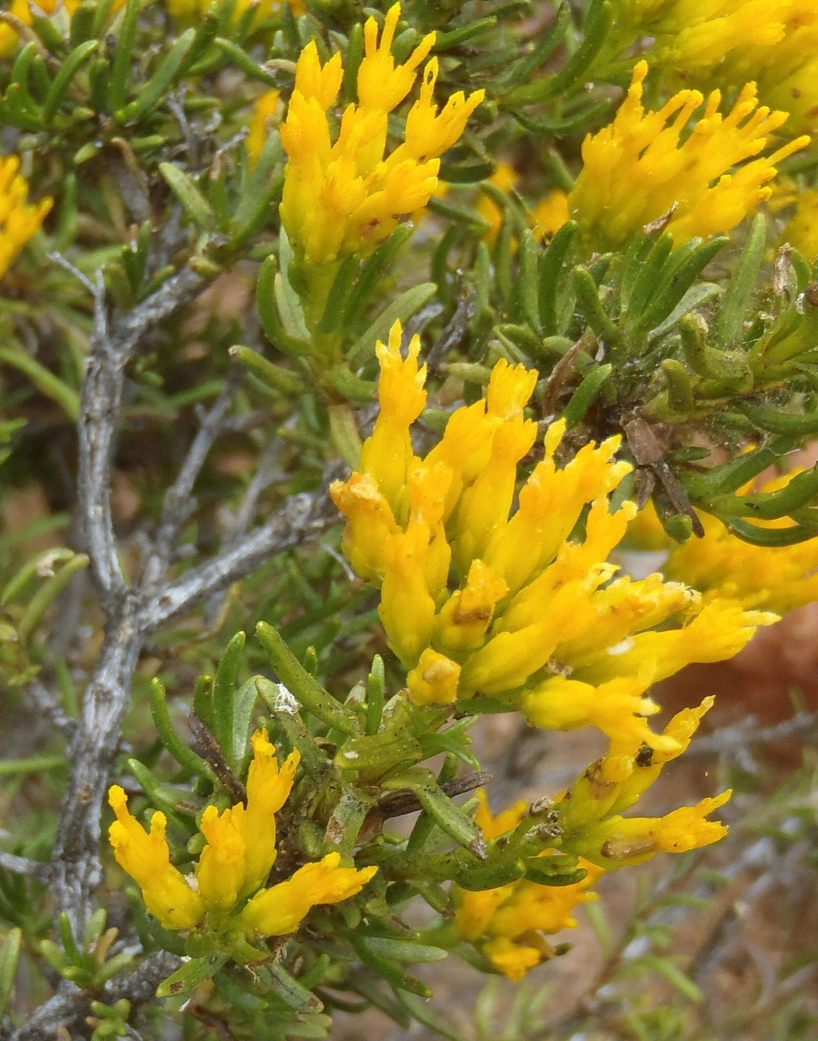 Image of Pteronia paniculata Thunb.