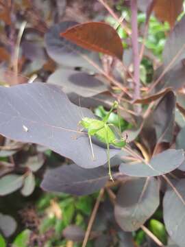 Image of speckled bush-cricket