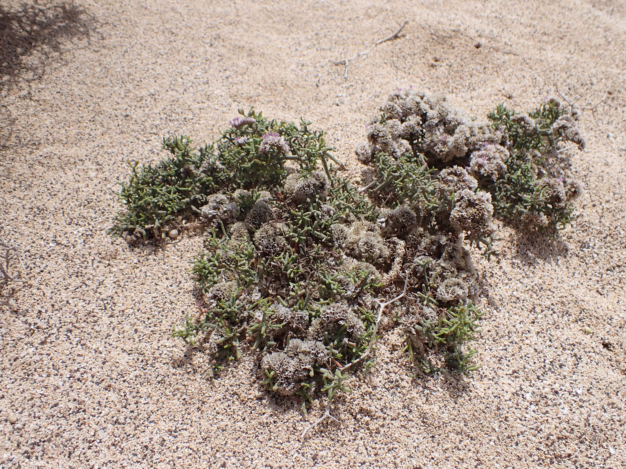 Image of Limonium papillatum (Webb & Berth.) Kuntze