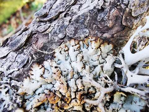 Image of tube lichen