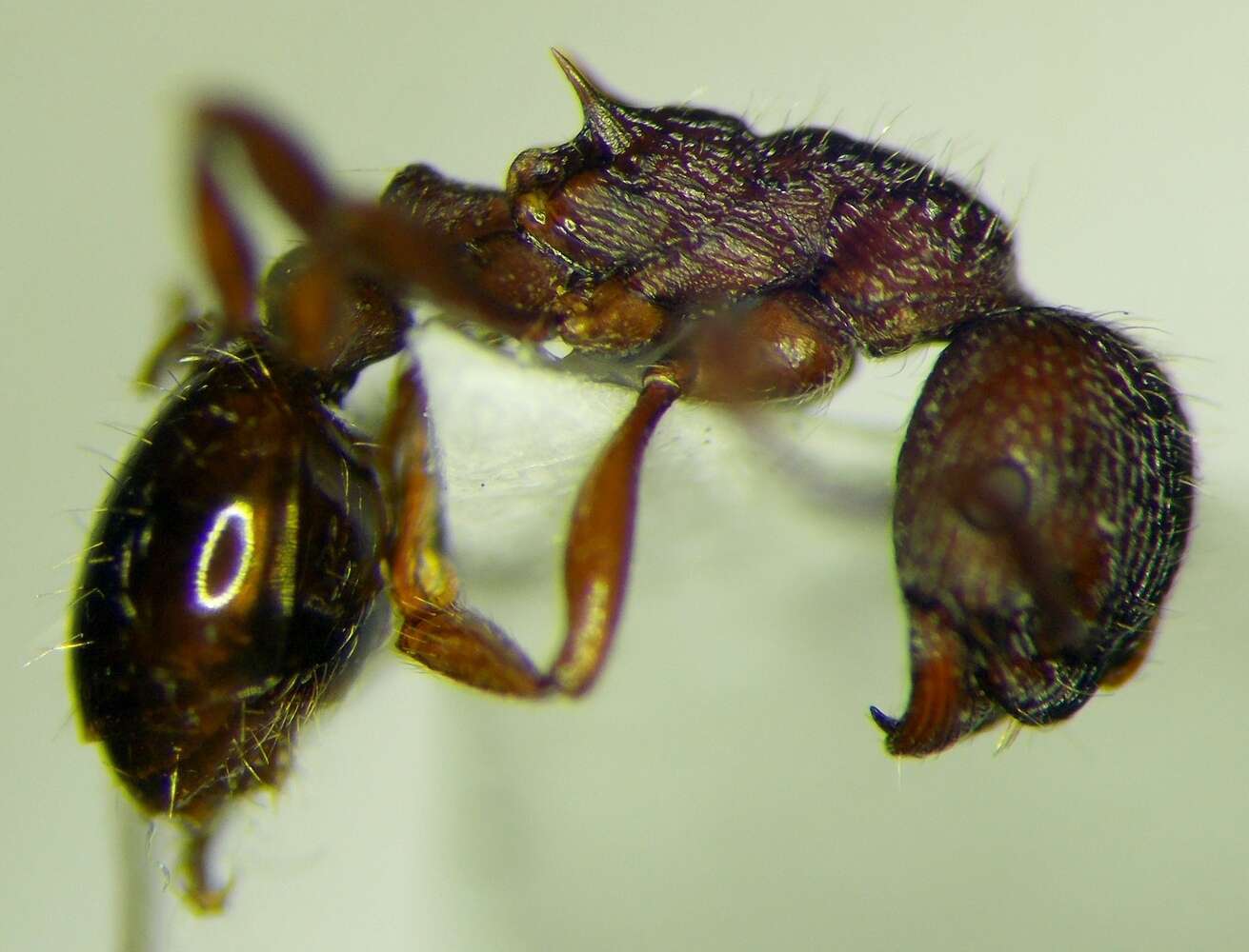 Image of Myrmica bergi Ruzsky 1902