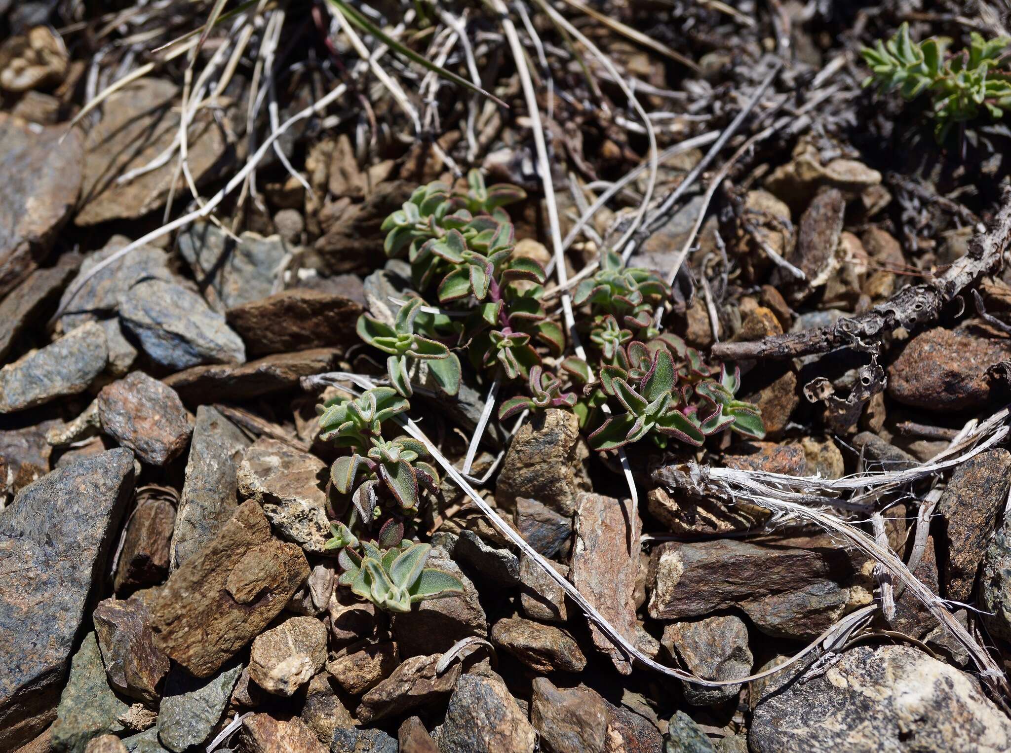 Image of Snow Mountain beardtongue