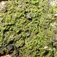 Image of dilated scalewort