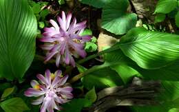 Image de Curcuma pseudomontana J. Graham