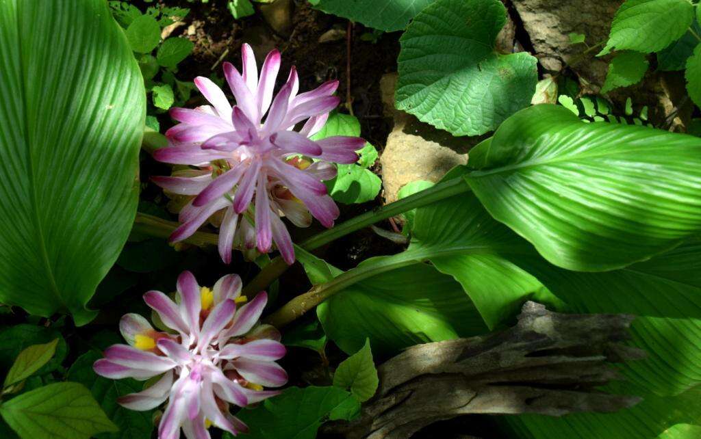 Image of Curcuma pseudomontana J. Graham