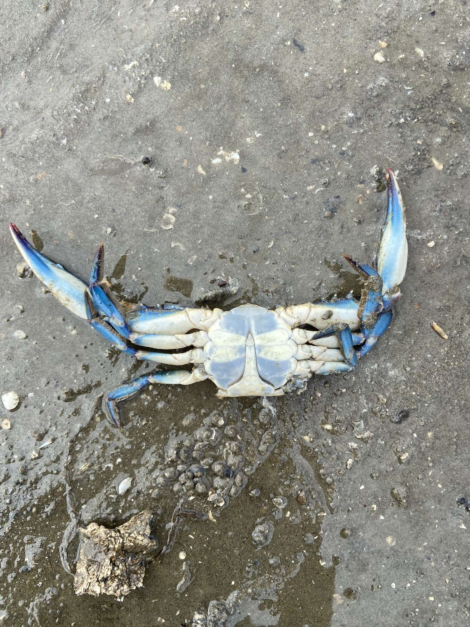 Image of arched swimming crab