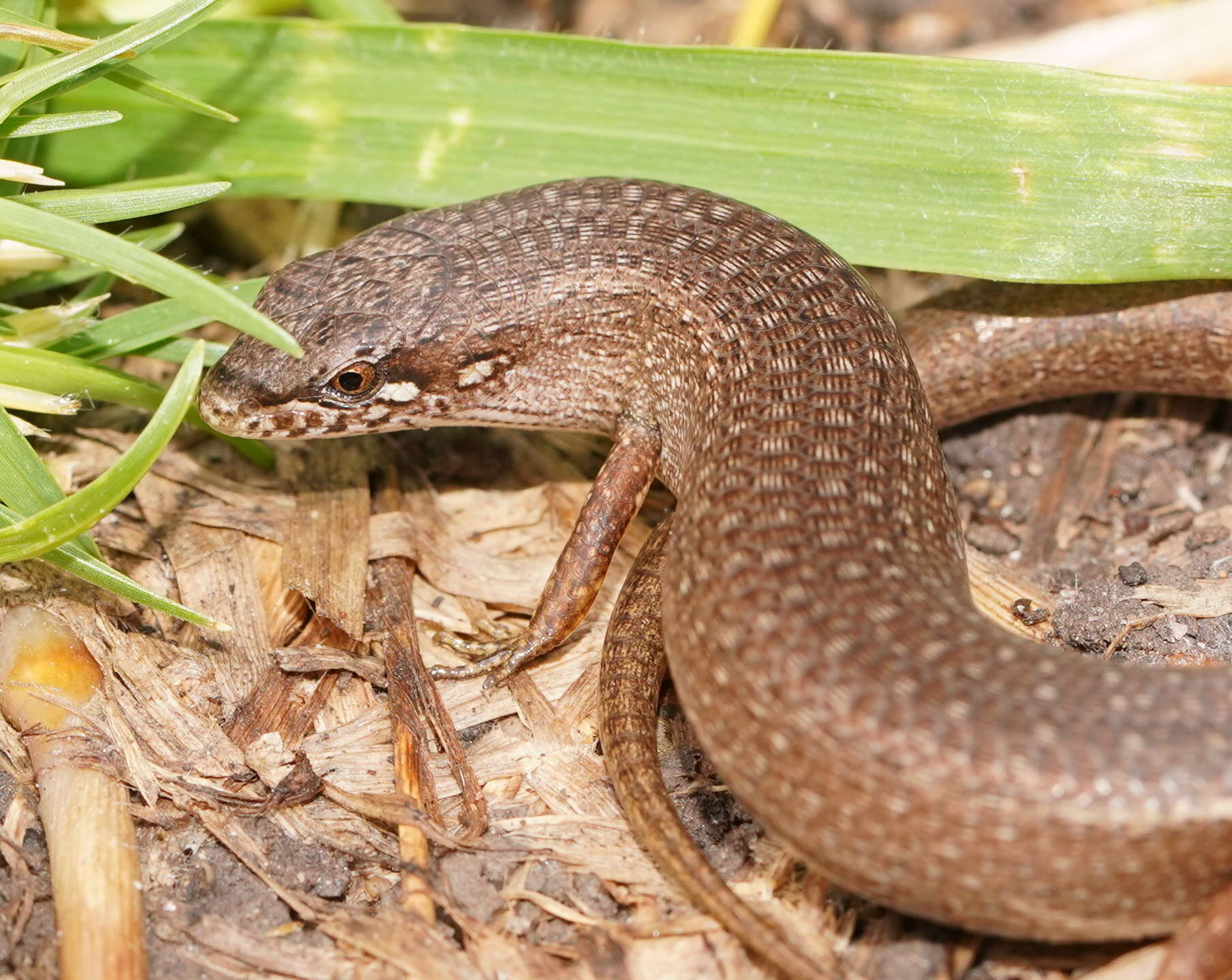 Image of Southern Weasel Skink